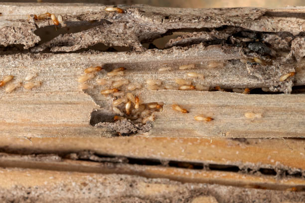 Pest Prevention Services in Escobares, TX